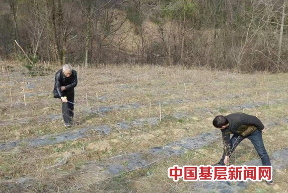 地膜不合格 作物要“倒霉”农业专家教你挑地膜