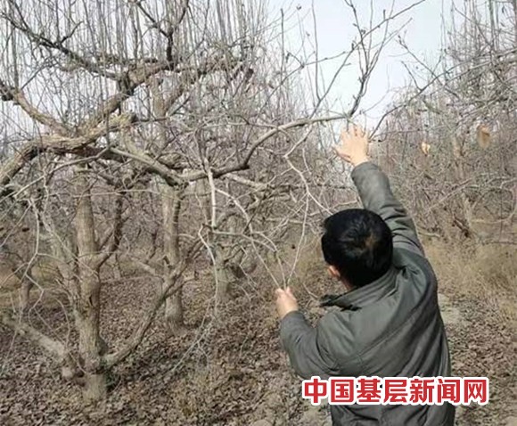 春季 果树防治病虫害关键节点