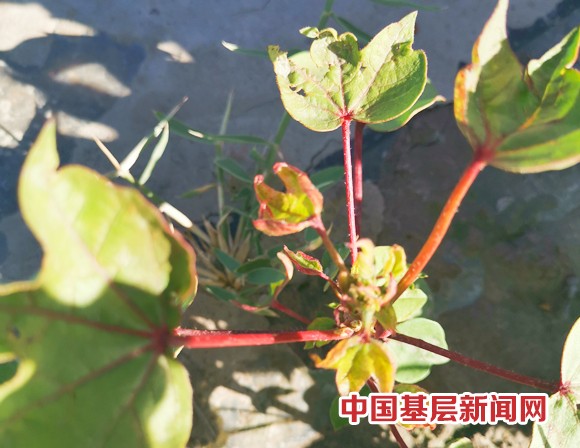 加强田间管理 预防棉花生长不良