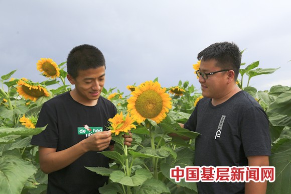 万亩向日葵开出“致富花”