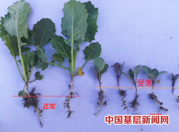 土壤农药残留 影响下茬作物