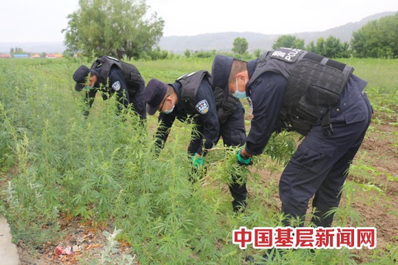 布尔津冲乎尔边境派出所铲除野生大麻1000余株