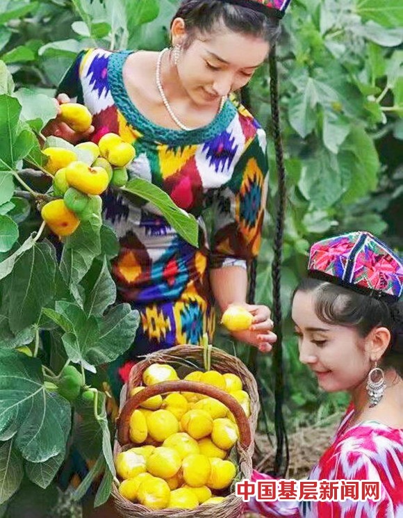 盛夏的果实！墨玉县无花果大量上市