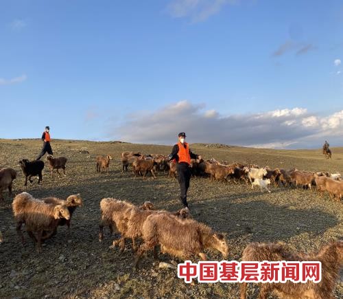 暴雨山洪走散近千只羊“迷路” 移民警察翻山越岭上演“赶羊记”