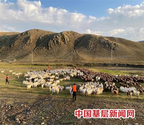 暴雨山洪走散近千只羊“迷路” 移民警察翻山越岭上演“赶羊记”