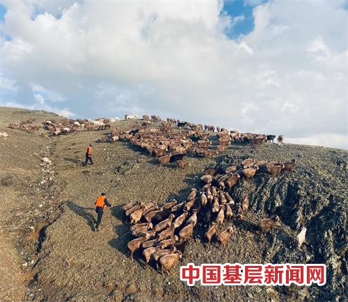 暴雨山洪走散近千只羊“迷路” 移民警察翻山越岭上演“赶羊记”