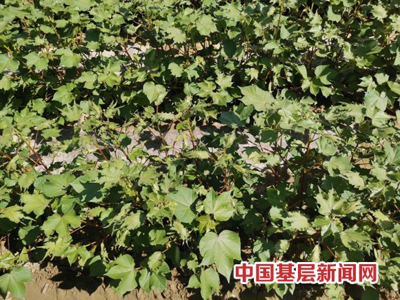 抗草甘膦棉花并不完全“抗”草甘膦