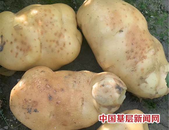 切记除草剂使用范围、剂量 用错“吃大亏”