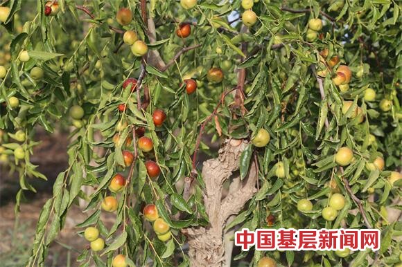 七团江尚勤改良蟠枣成功