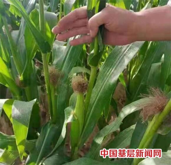 肥料营养含量对玉米产量起决定因素