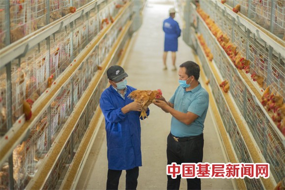 新疆洛浦县：鸡产业开启致富路