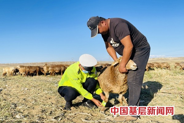 为牲畜佩戴“反光带”