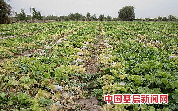 用药方法错误 当心作物“雪上加霜”