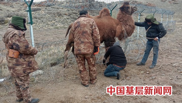 青河县：“边境线上的钉子户”巡逻途中救骆驼
