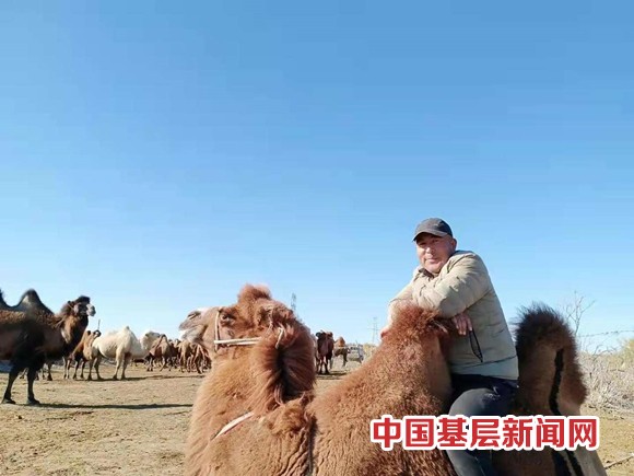 新疆阿勒泰养驼牧民有了“新活法”
