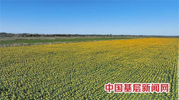 兵团一师七团调整种植结构助力产业振兴