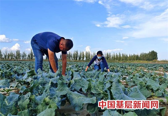 兵团一师七团调整种植结构助力产业振兴