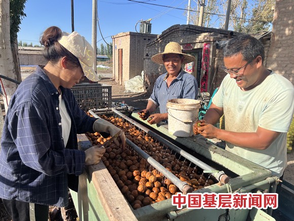 三团核桃实现生态、经济双丰收