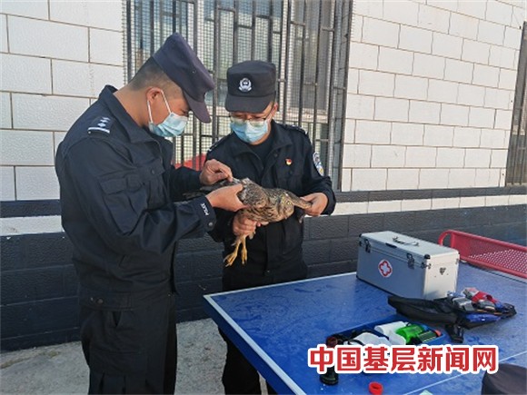 落难松雀鹰 警民携手来相助