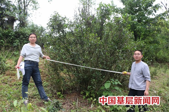 大熊山古树茶香飘第七届亚欧博览会