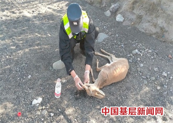 民警巡边途中救助一只国家二级保护动物黄羊幼崽