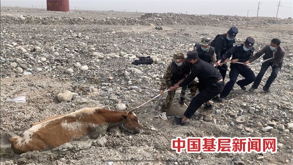 “牛失前蹄”陷入泥潭 民警上演“救牛记”