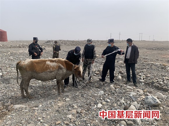 “牛失前蹄”陷入泥潭 民警上演“救牛记”