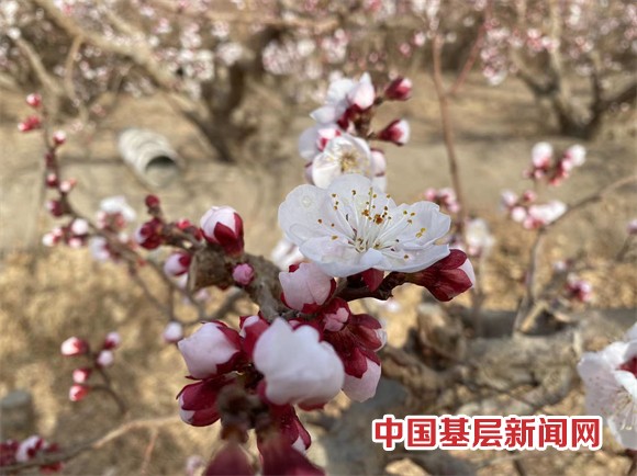 二二一团杏花节  春日有约，“杏”好遇见你