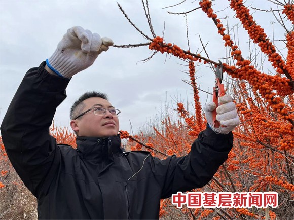 用自己的青春力量书写着人生精彩，王军扬：追逐沙棘梦，助力脱贫路